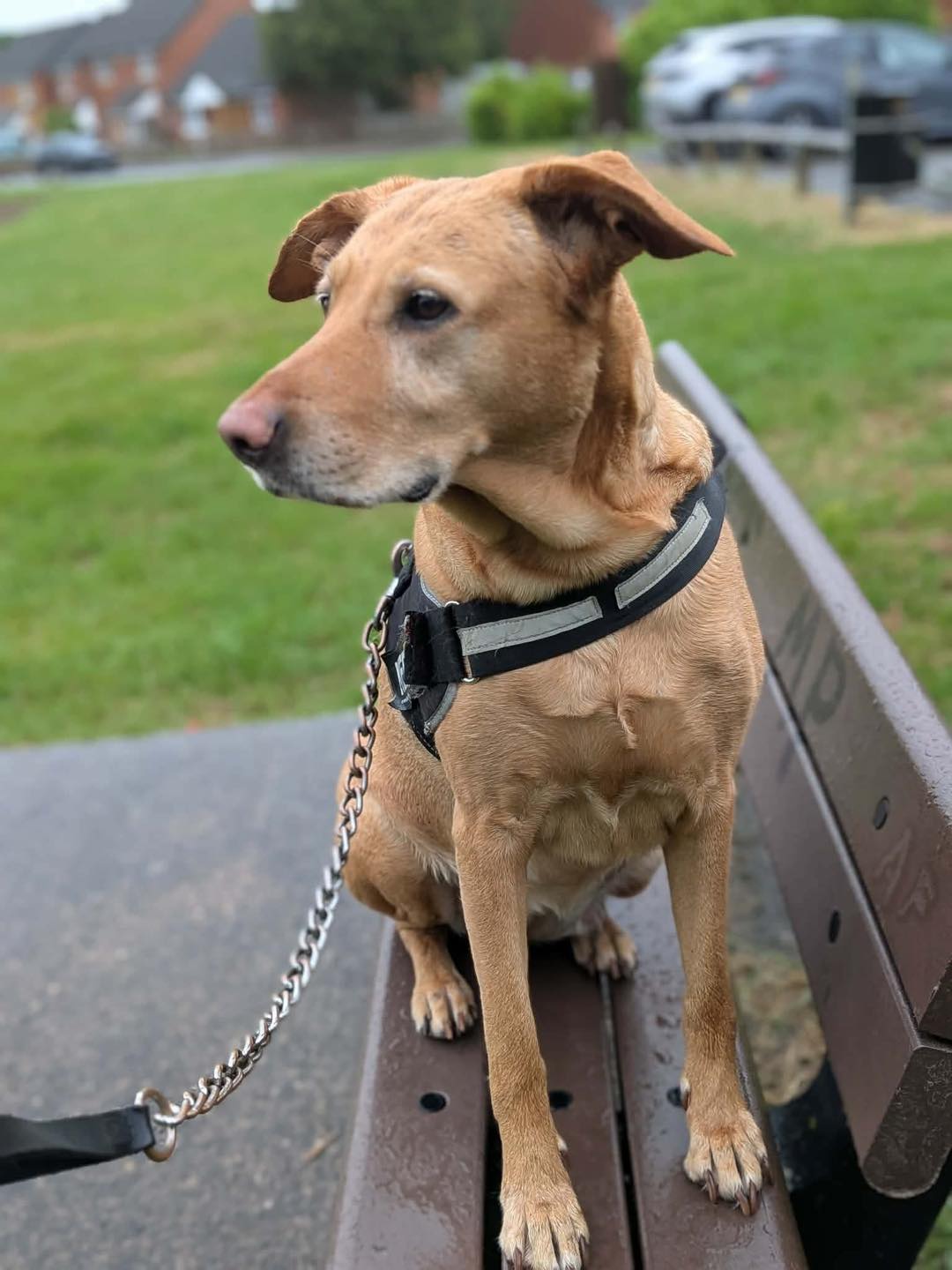 Image of 6-year old Lab X Enya sitting on a bench. Looking for her forever home through Leash of Life.