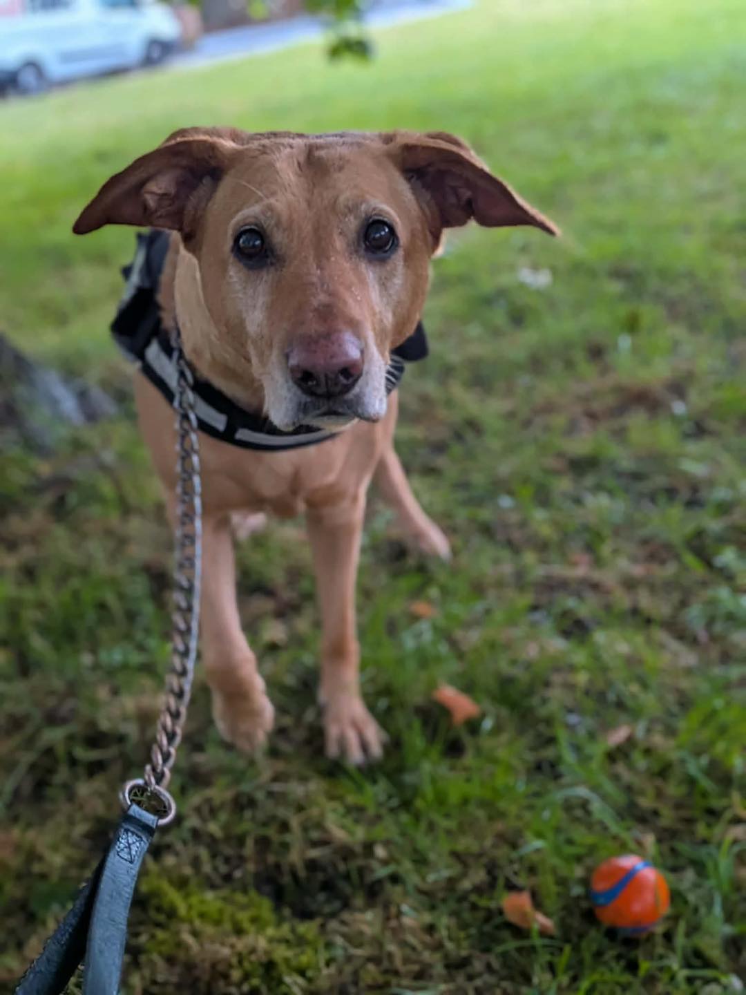 Image of 6-year old Lab X Enya on her lead with a ball. Looking for her forever home through Leash of Life.