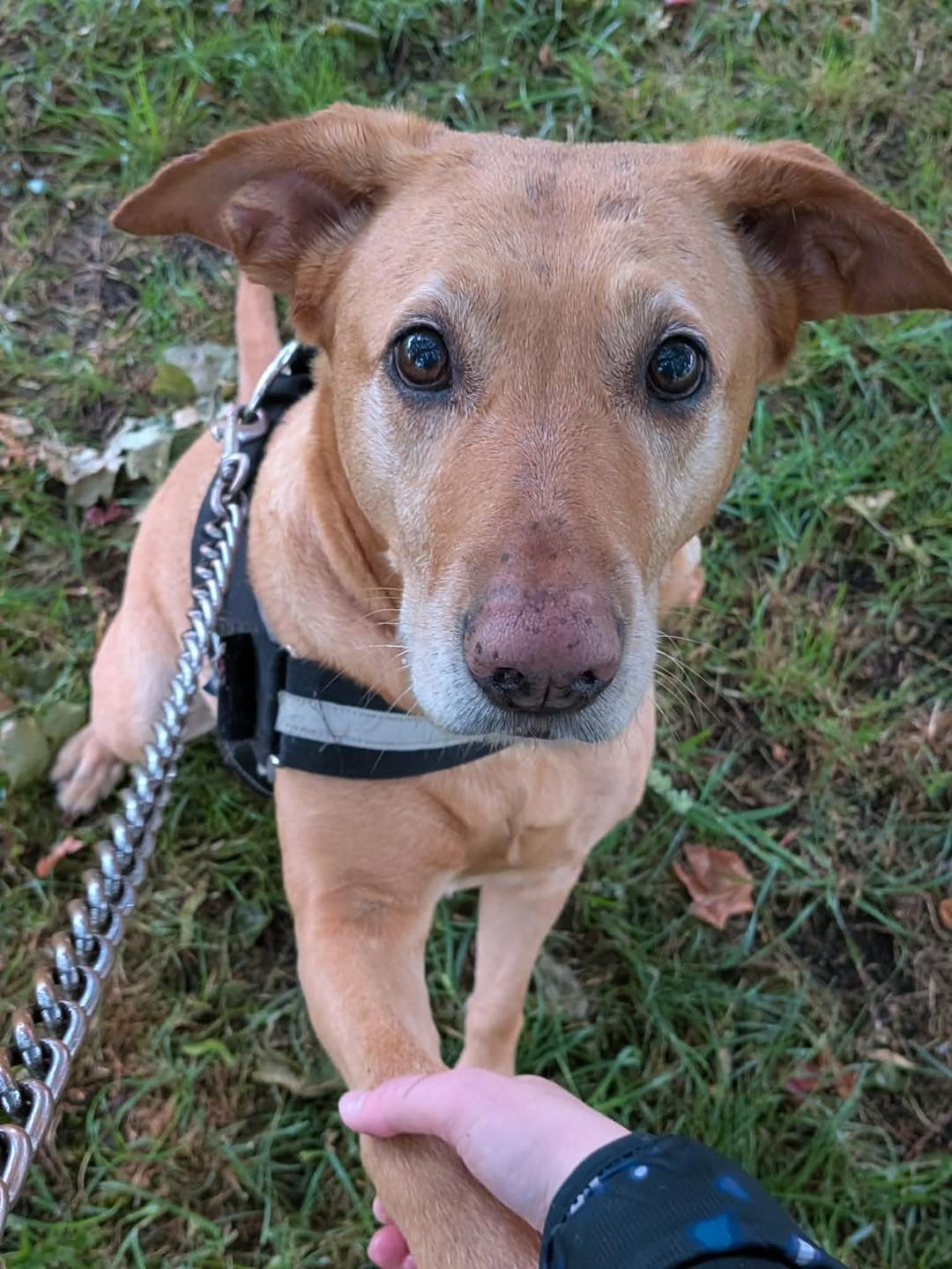 Image of 6-year old Lab X Enya shaking paws. Looking for her forever home through Leash of Life.