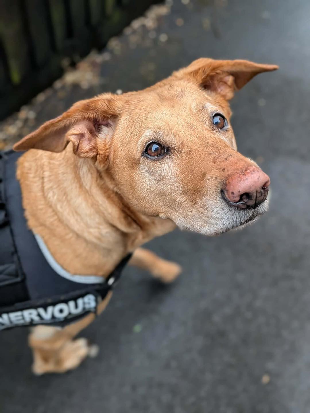 Image of 6-year old Lab X Enya walking. Looking for her forever home through Leash of Life.