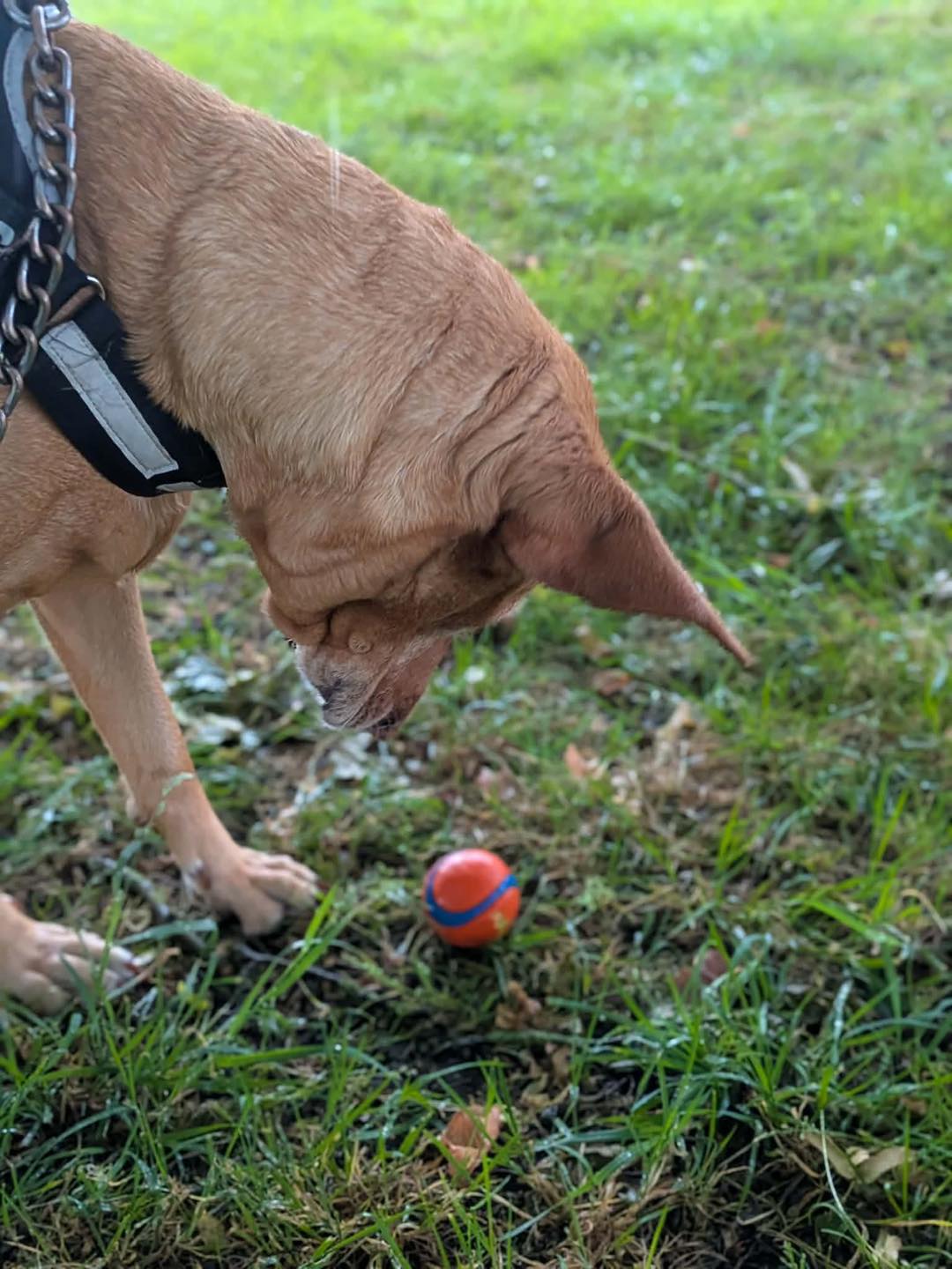 Image of 6-year old Lab X Enya with a ball. Looking for her forever home through Leash of Life.