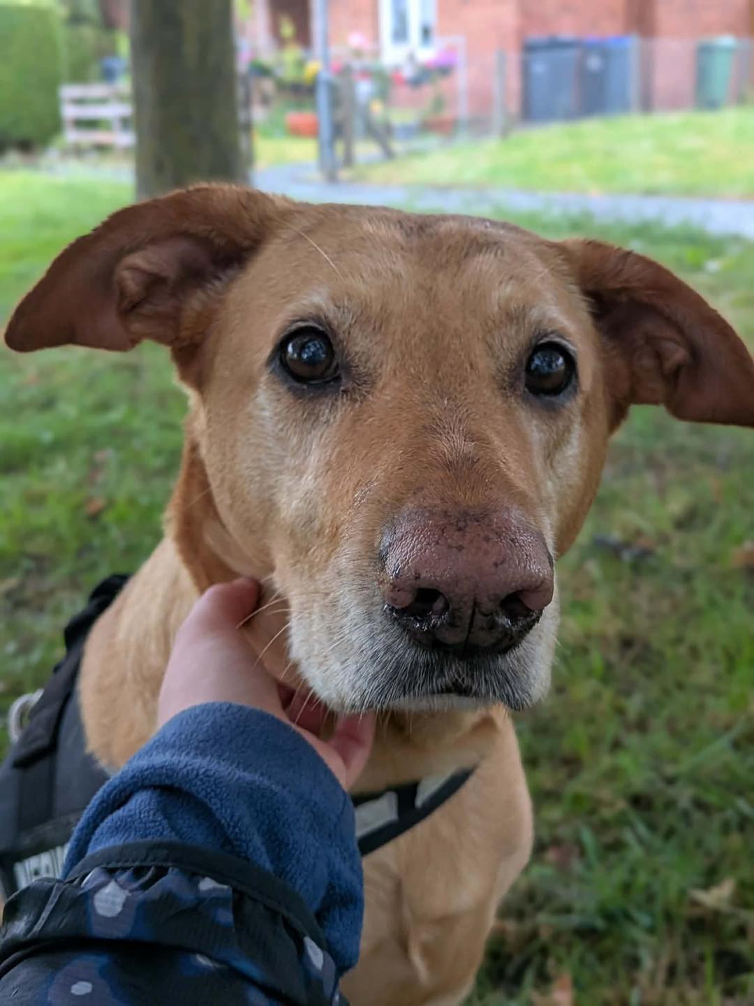 Image of 6-year old Lab X dog Enya. Looking for her forever home through Leash of Life.