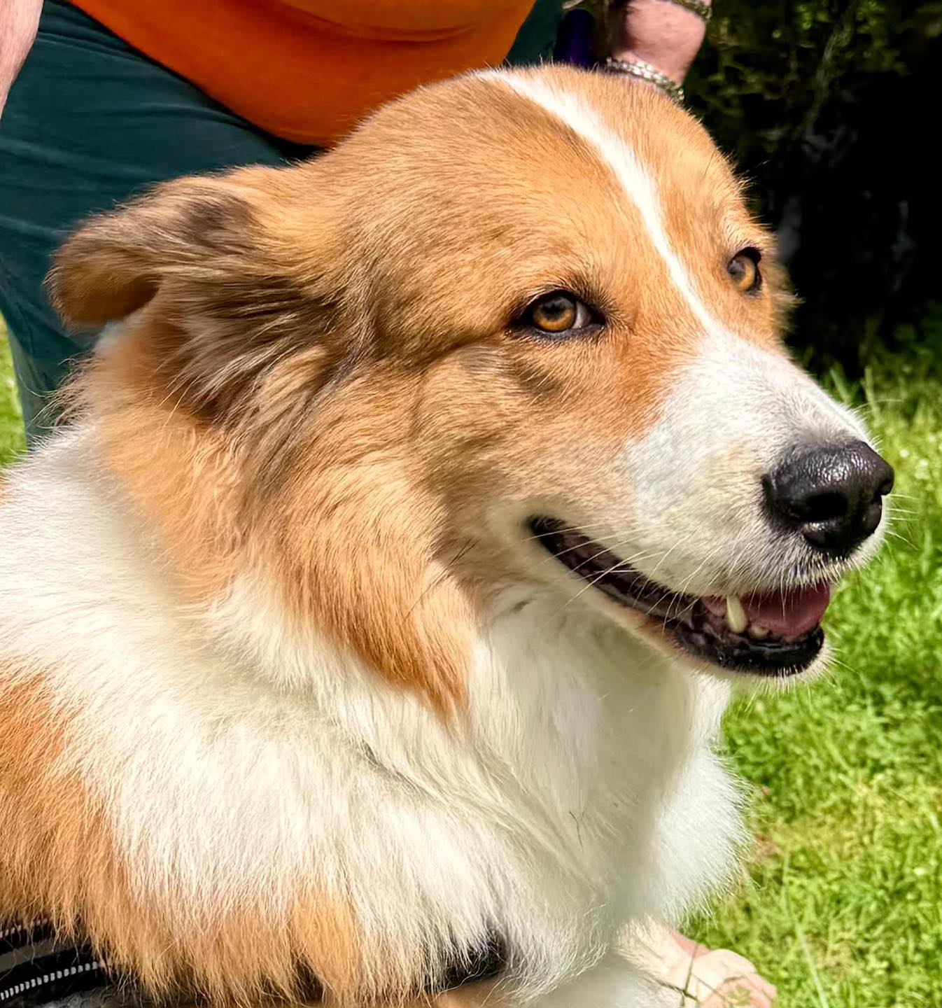 Image close up of 8-year-old dog Foxy. Looking for her forever home through Leash of Life.