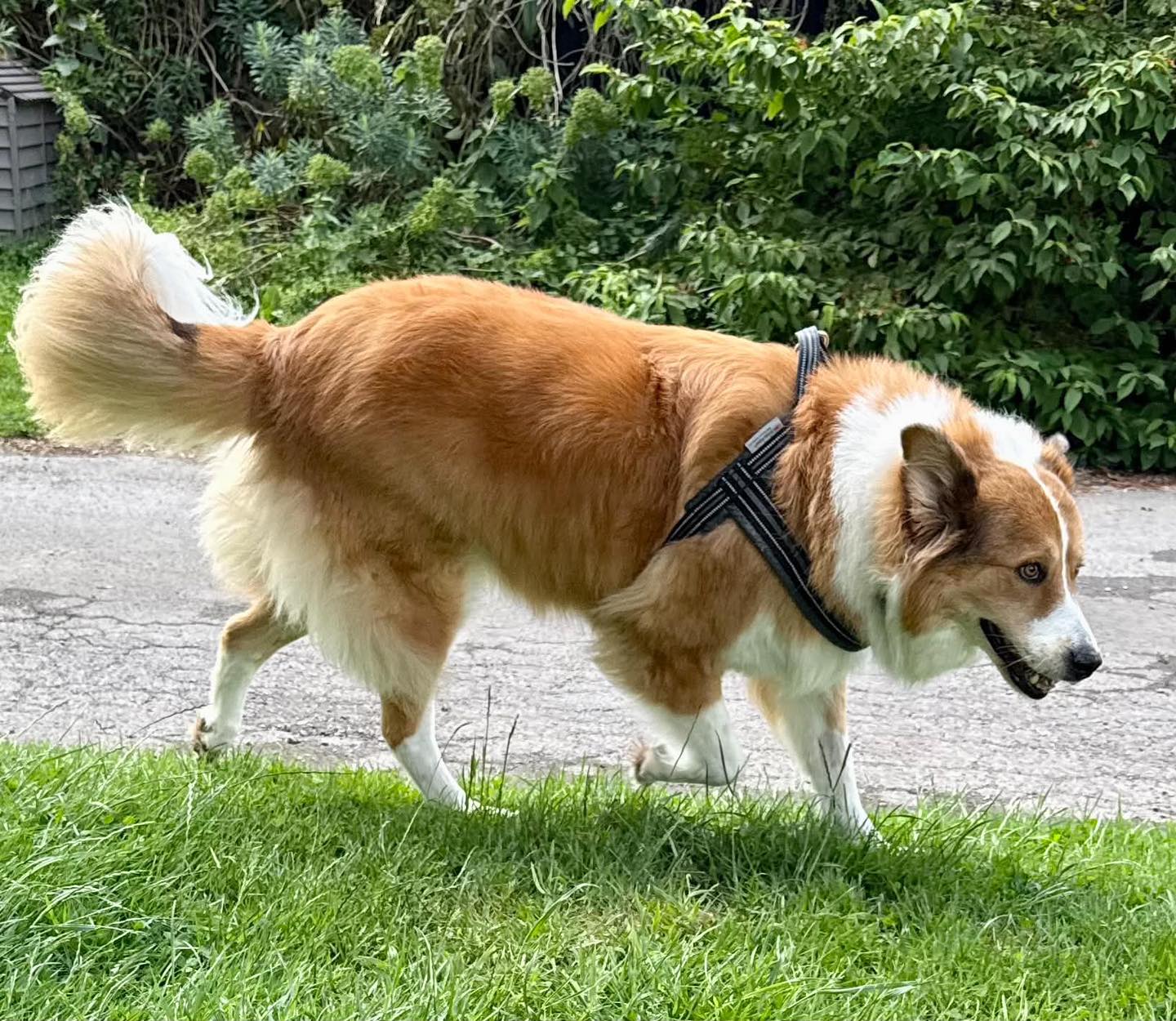 Image of 8-year-old dog Foxy on a walk. Looking for her forever home through Leash of Life.