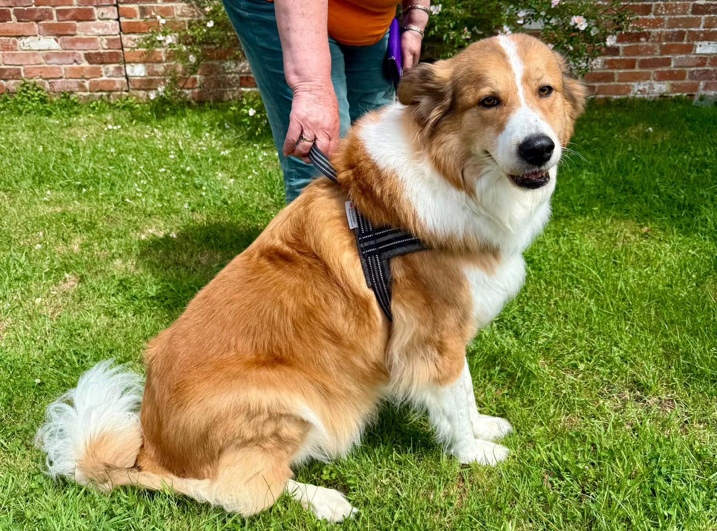 Image of 8-year-old dog Foxy ready for a walk. Looking for her forever home through Leash of Life.