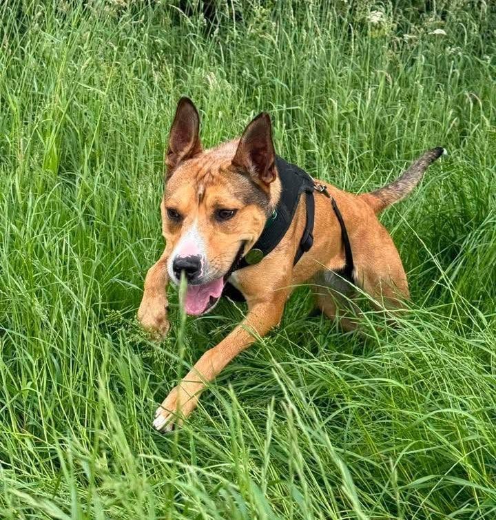 Dog Honey in long grass Image of dog Honey playing in long grass. Looking for her forever home through Leash of Life.