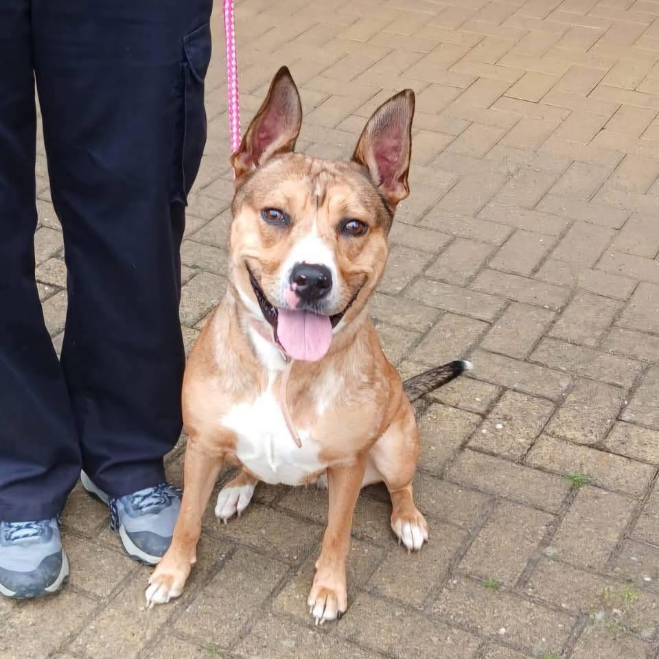 Dog Honey sitting Image of dog Honey sitting. Looking for her forever home through Leash of Life.