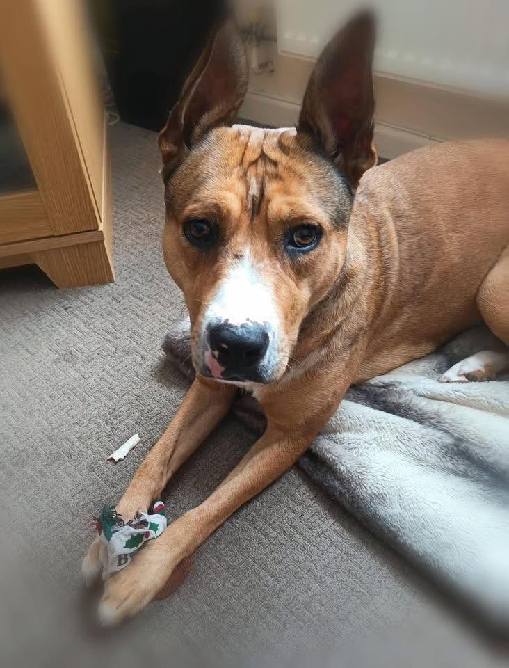 Honey, a Unknown old female Unknown available for adoption from Leash of Life in Wiltshire