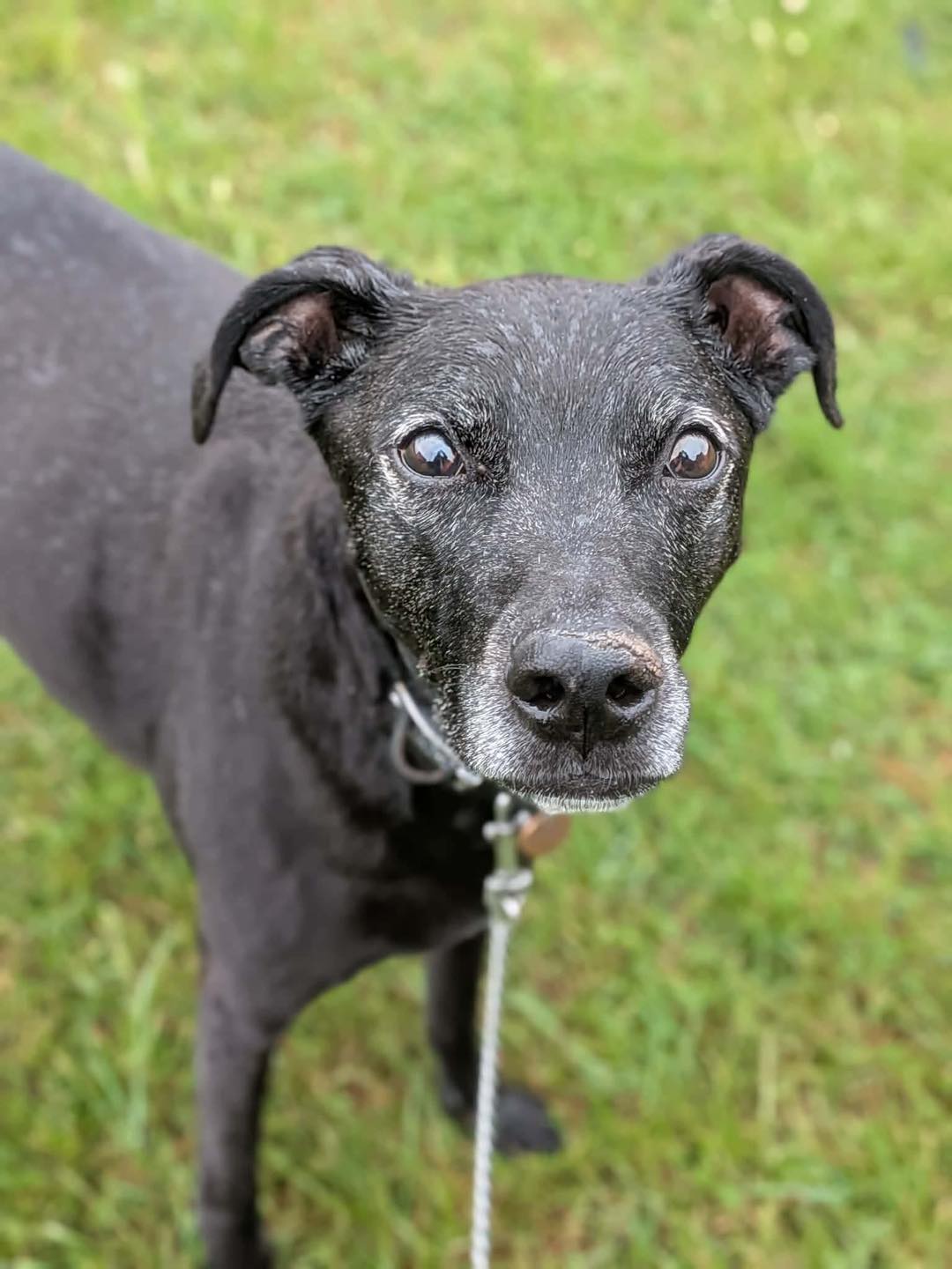 Dog Jasper Lurcher closeup Image close up of older Lurcher dog Jasper, ready for a walk. Looking for his forever home through Leash of Life.