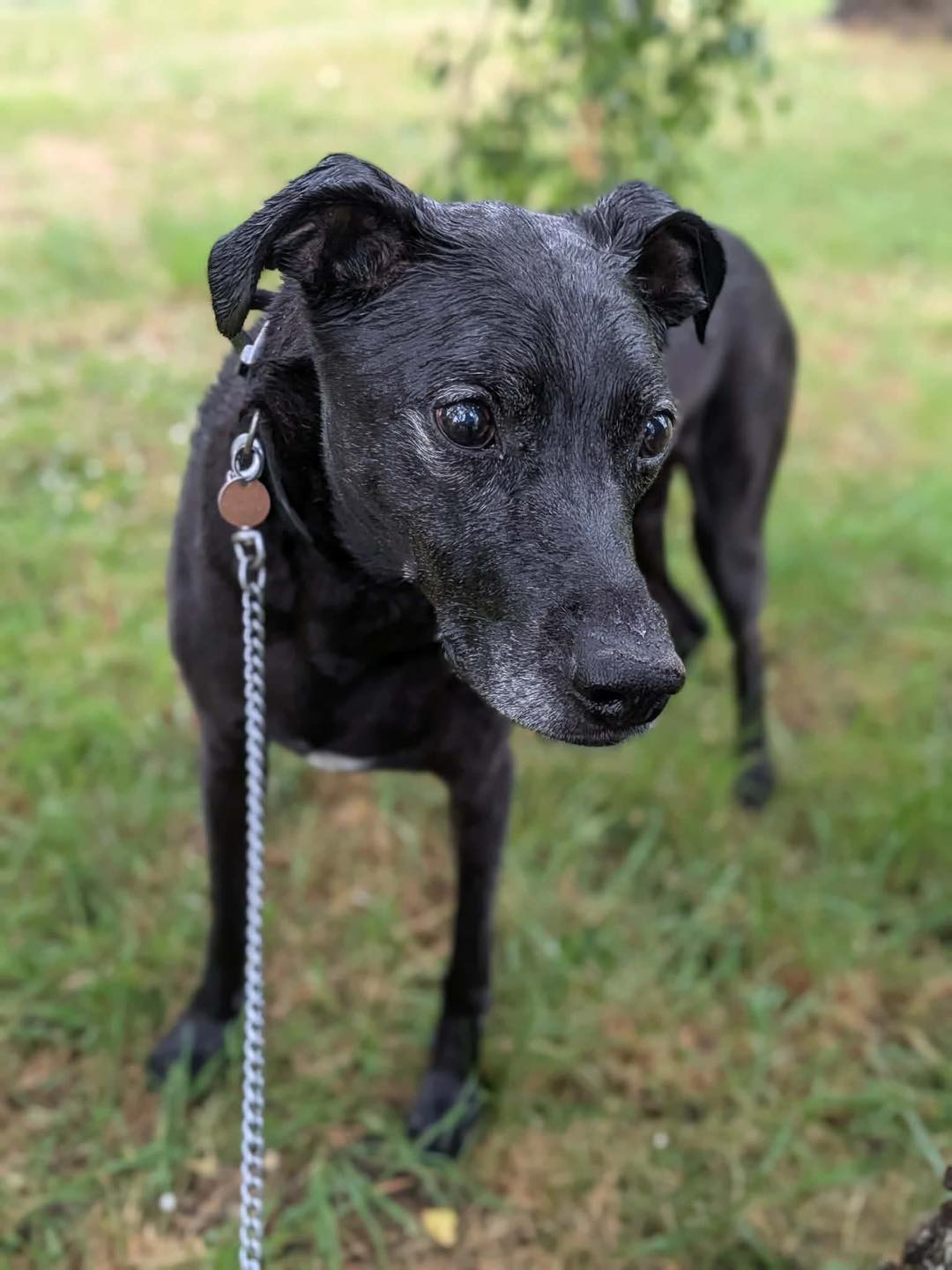 Image of older Lurcher dog Jasper on his lead. Looking for his forever home through Leash of Life.