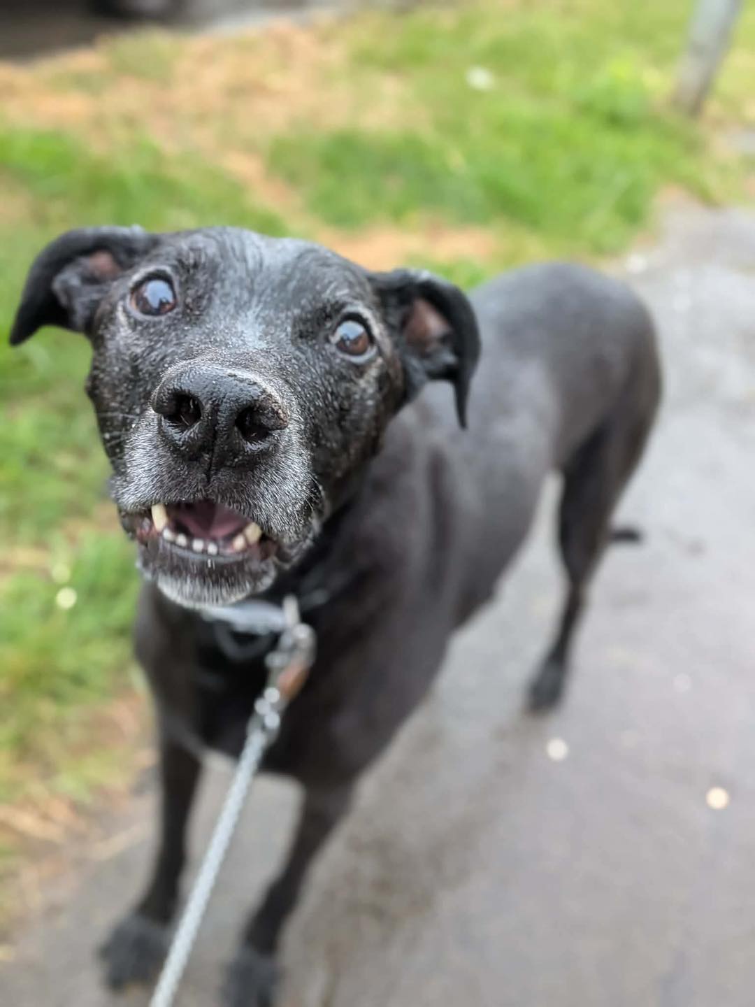 Dog Jasper Lurcher smiling at the camera Image of older Lurcher dog Jasper smiling at the camera. Looking for his forever home through Leash of Life.