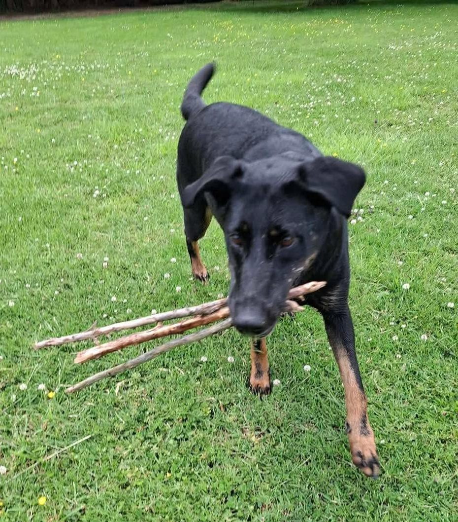 Dog Lilly carrying sticks Image of dog Lilly, a 6-year-old Doberman X, carrying sticks. Looking for her forever home through Leash of Life.