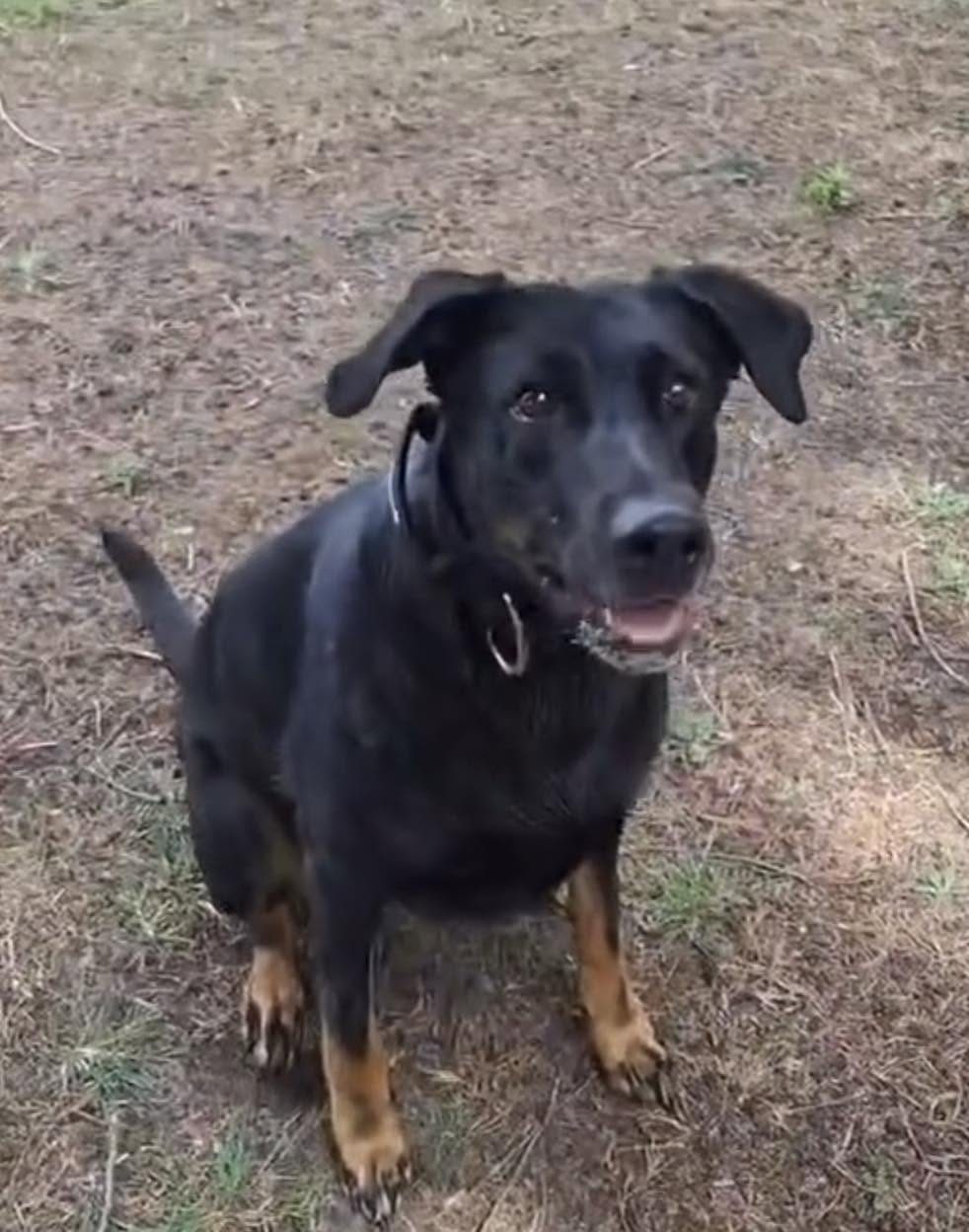 Lilly, a 6 years old female Dobermann available for adoption from Leash of Life in Wiltshire