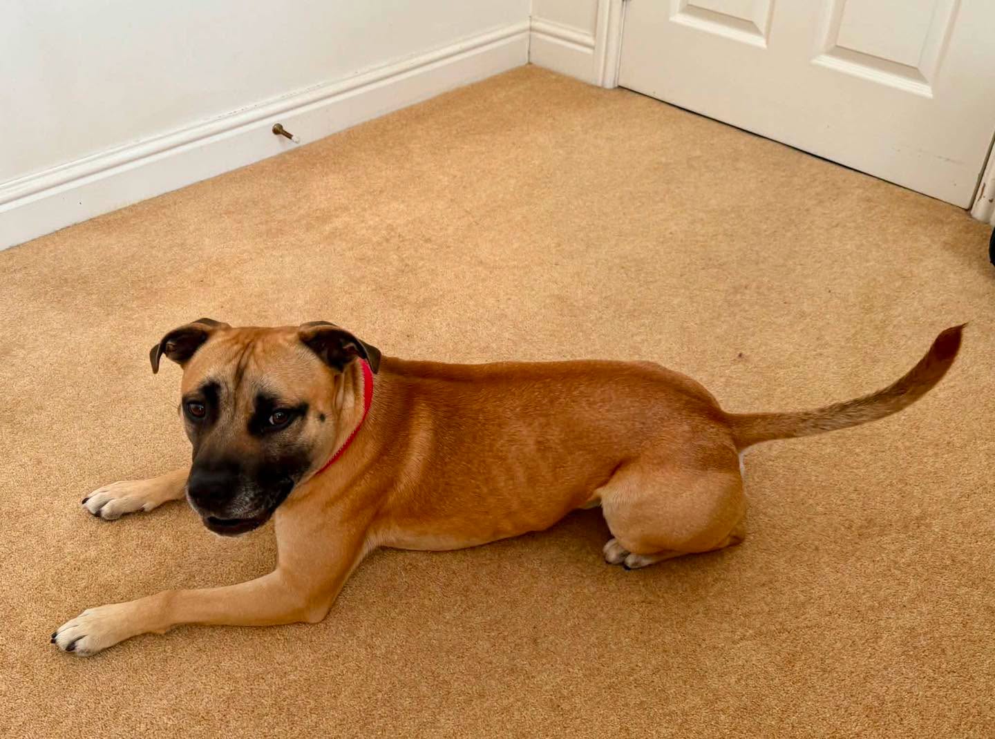 Dog Norman lying on the floor Image of dog Norman, a 2-year-old unclaimed stray lying on the floor. Looking for his forever home through Leash of Life.