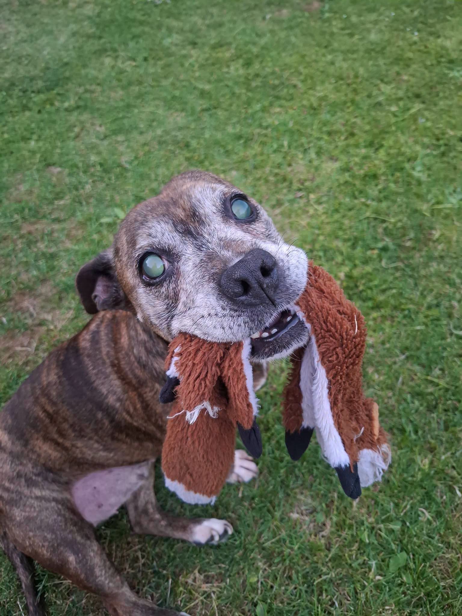 Dog Peppa with a toy Image of dog Peppa, an older female dog with limited sight, holding a toy. Looking for her forever home through Leash of Life.