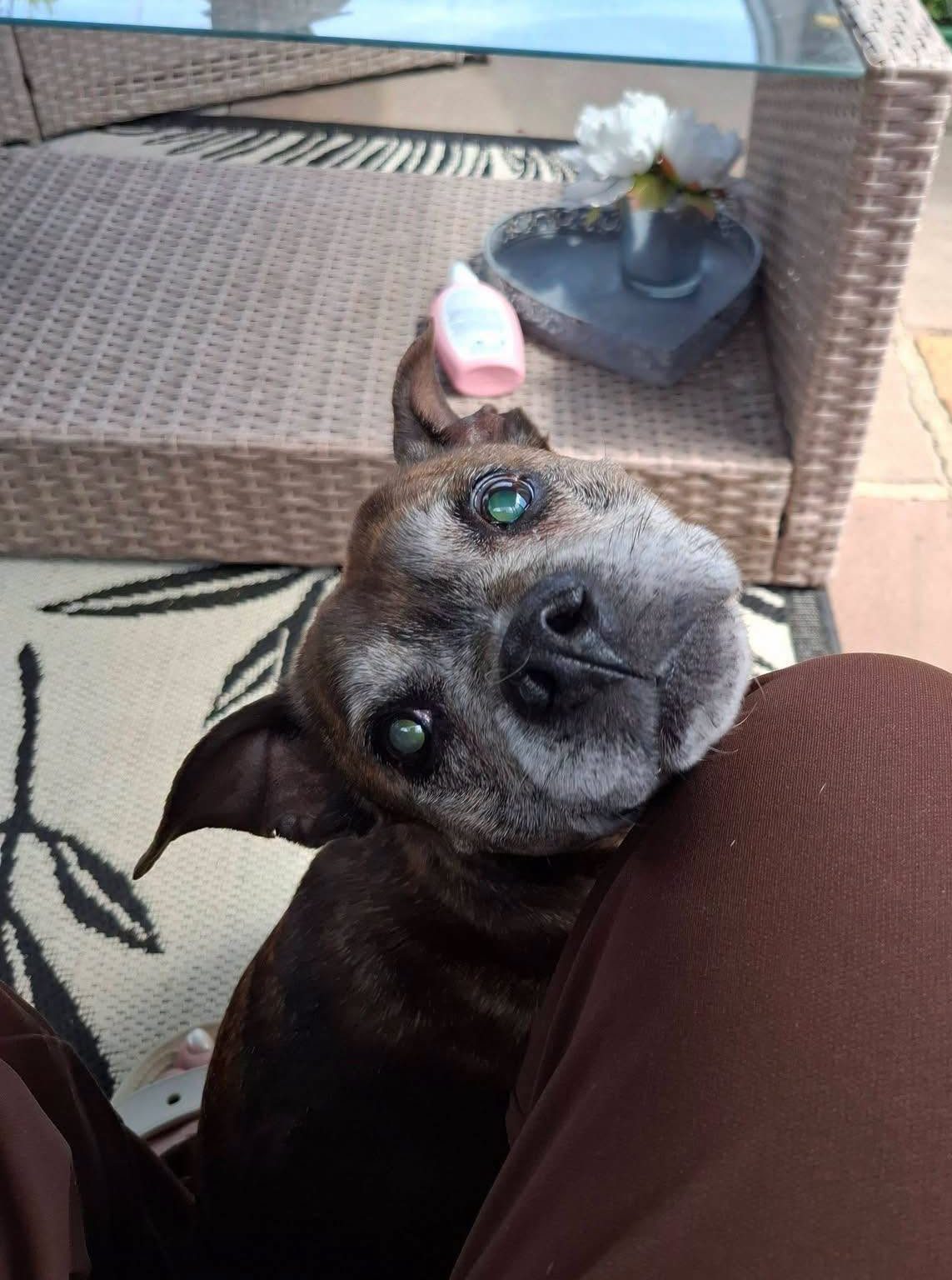Image of dog Peppa, an older female dog with limited sight. Looking for her forever home through Leash of Life.