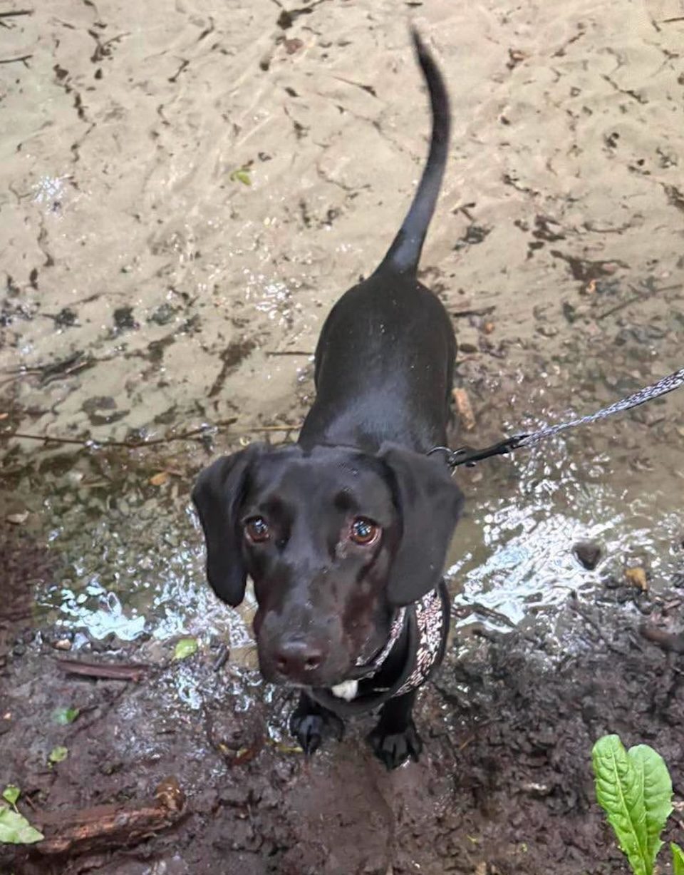 Dog Rose in the river Image of dog Rose, a 9-month-old, spaniel-size dog, in the river. Looking for her forever home through Leash of Life.