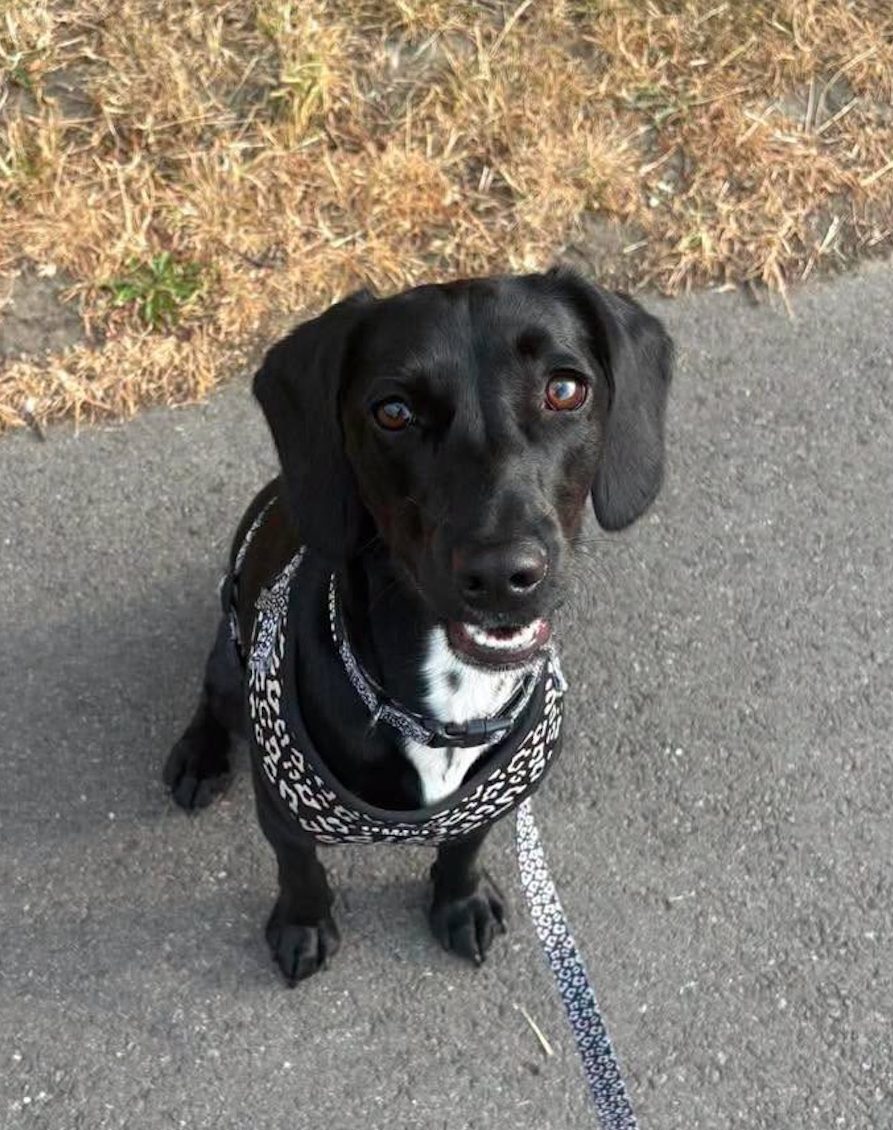 Dog Rose sitting Image of dog Rose, a 9-month-old, spaniel-size dog. Looking for her forever home through Leash of Life.