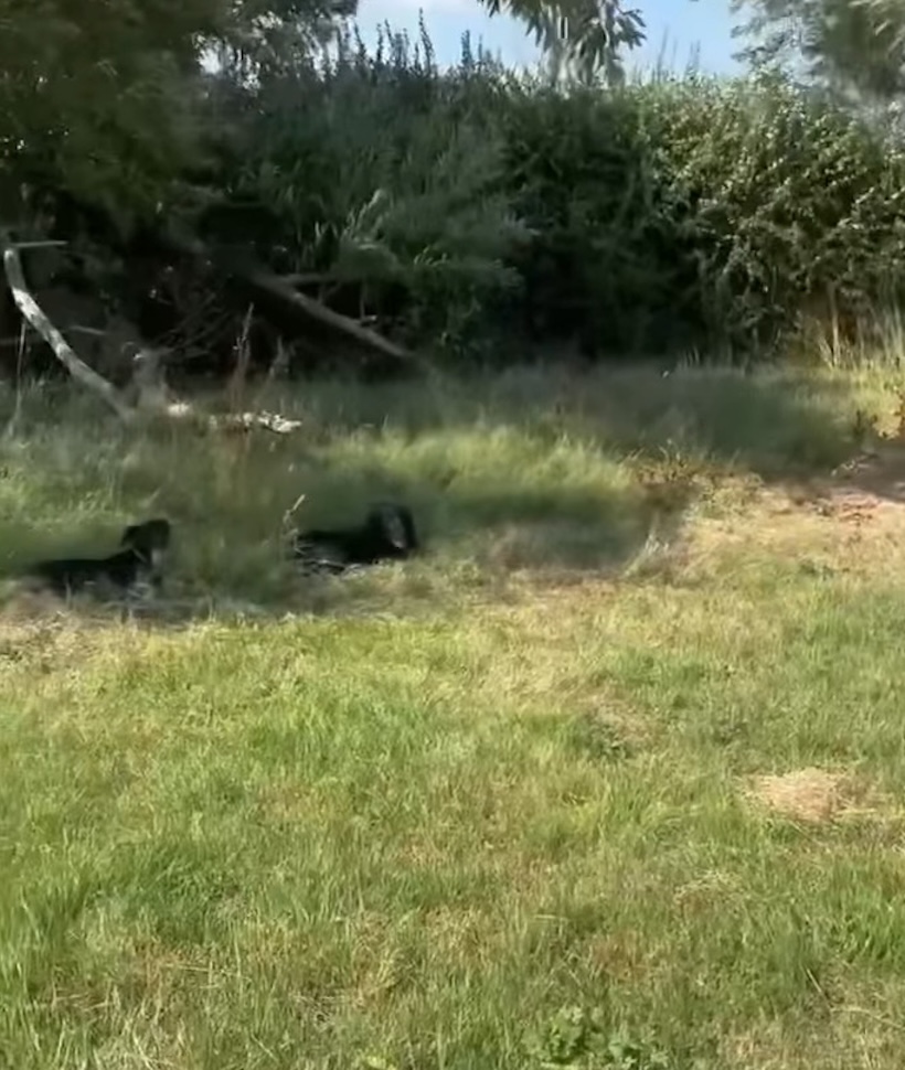 Rose video still Image of dog Rose, a 9-month-old, spaniel-size dog, playing with another dog. Looking for her forever home through Leash of Life.