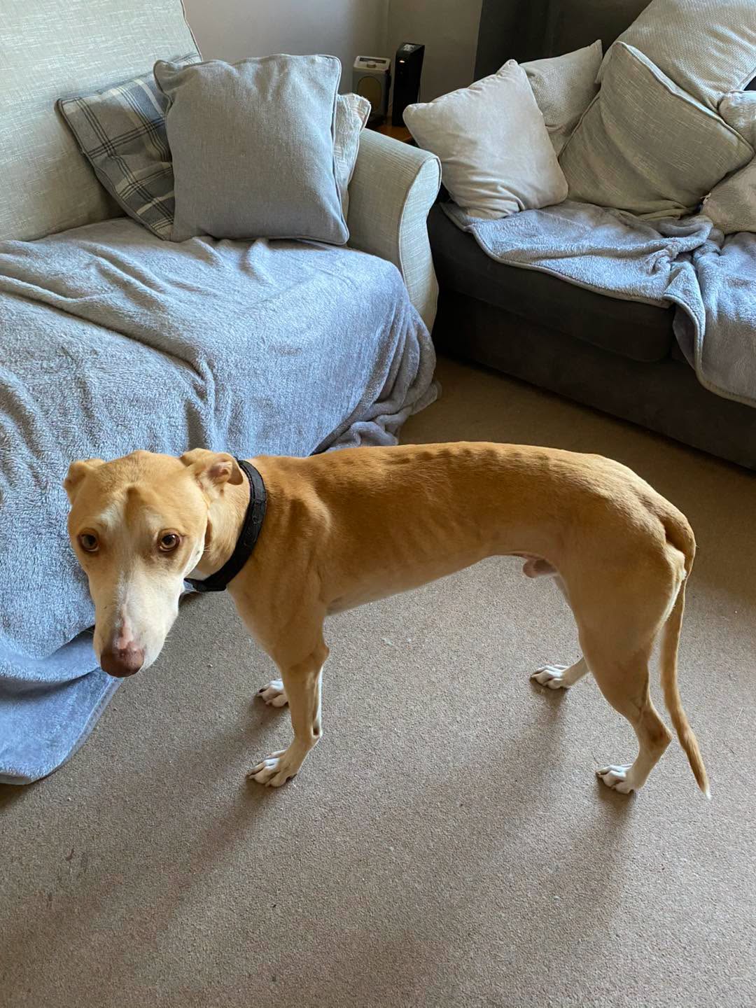 Lurcher Zeus in the sitting room Image of dog Zeus, a 3-year-old Lurcher found and unclaimed as a stray. Looking for his forever home through Leash of Life.