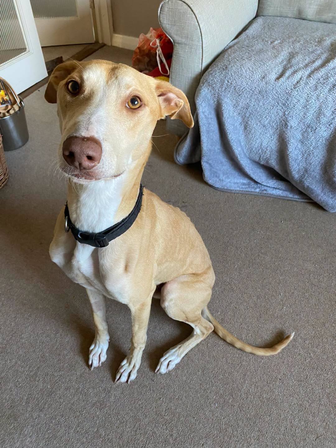 Image of dog Zeus, a 3-year-old Lurcher found as a stray. Looking for his forever home through Leash of Life.