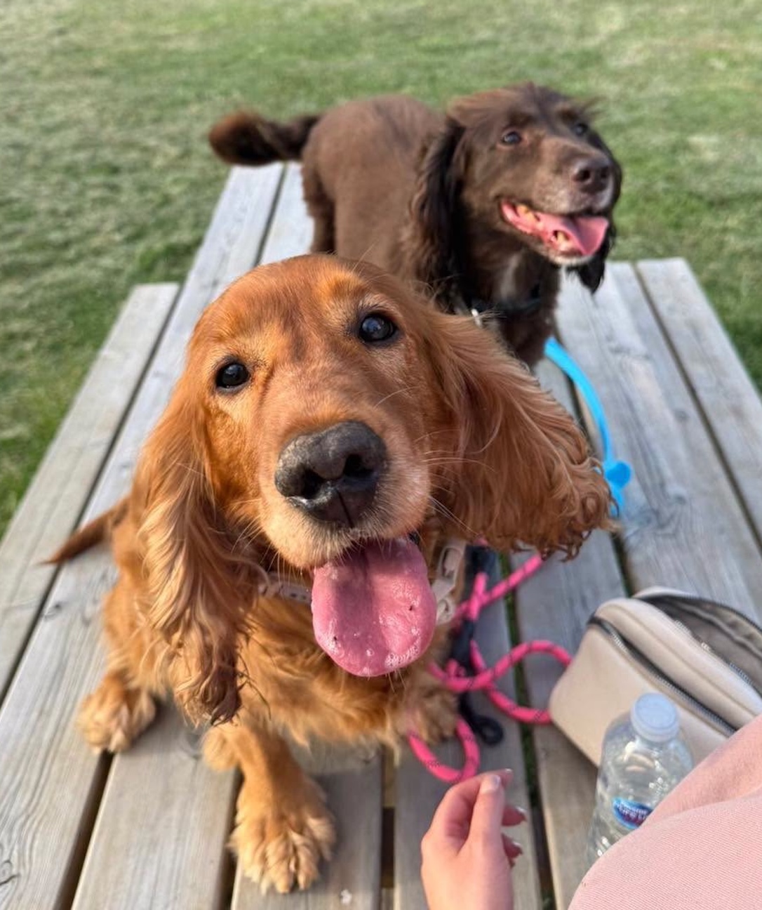Image of dogs Lady and Molly, a bonded pair of 9 year old spayed Spaniels who are looking for a new home through Leash of Life.