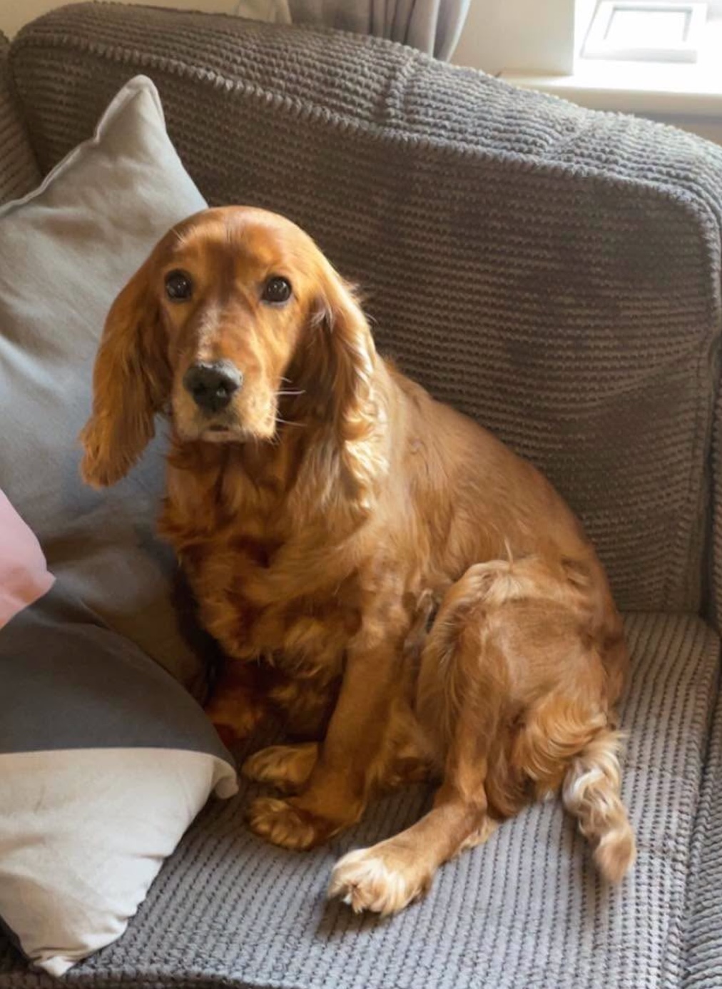 Image of dog Lady. One of a pair of bonded, 9 year old spayed Spaniels (with Molly) who are looking for a new home through Leash of Life.