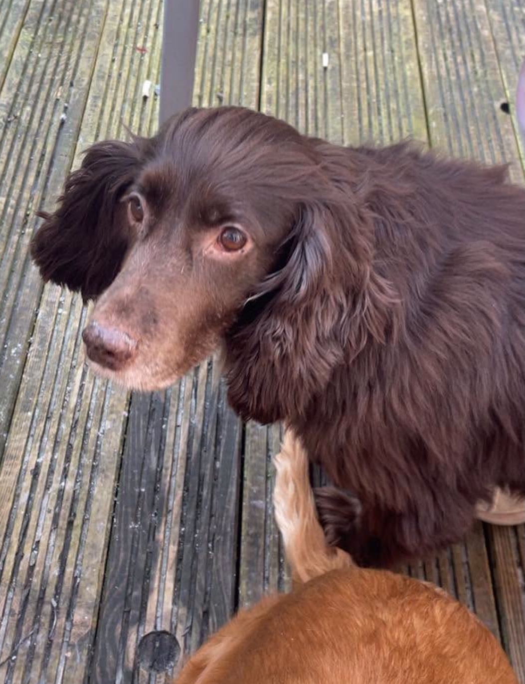 Image of dog Molly. One of a pair of bonded, 9 year old spayed Spaniels (with Lady) who are looking for a new home through Leash of Life.