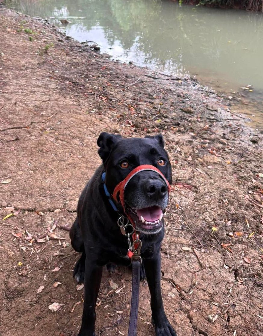 Image of Luca, labrador-size dog, by a stream. Looking for a new home, or interim foster home, through Leash of Life.