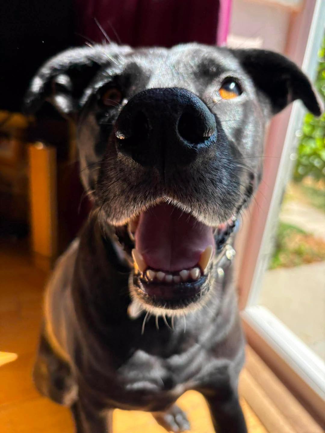 Close-up Image of Luca, labrador-size dog, looking for a new home, or interim foster home, through Leash of Life.