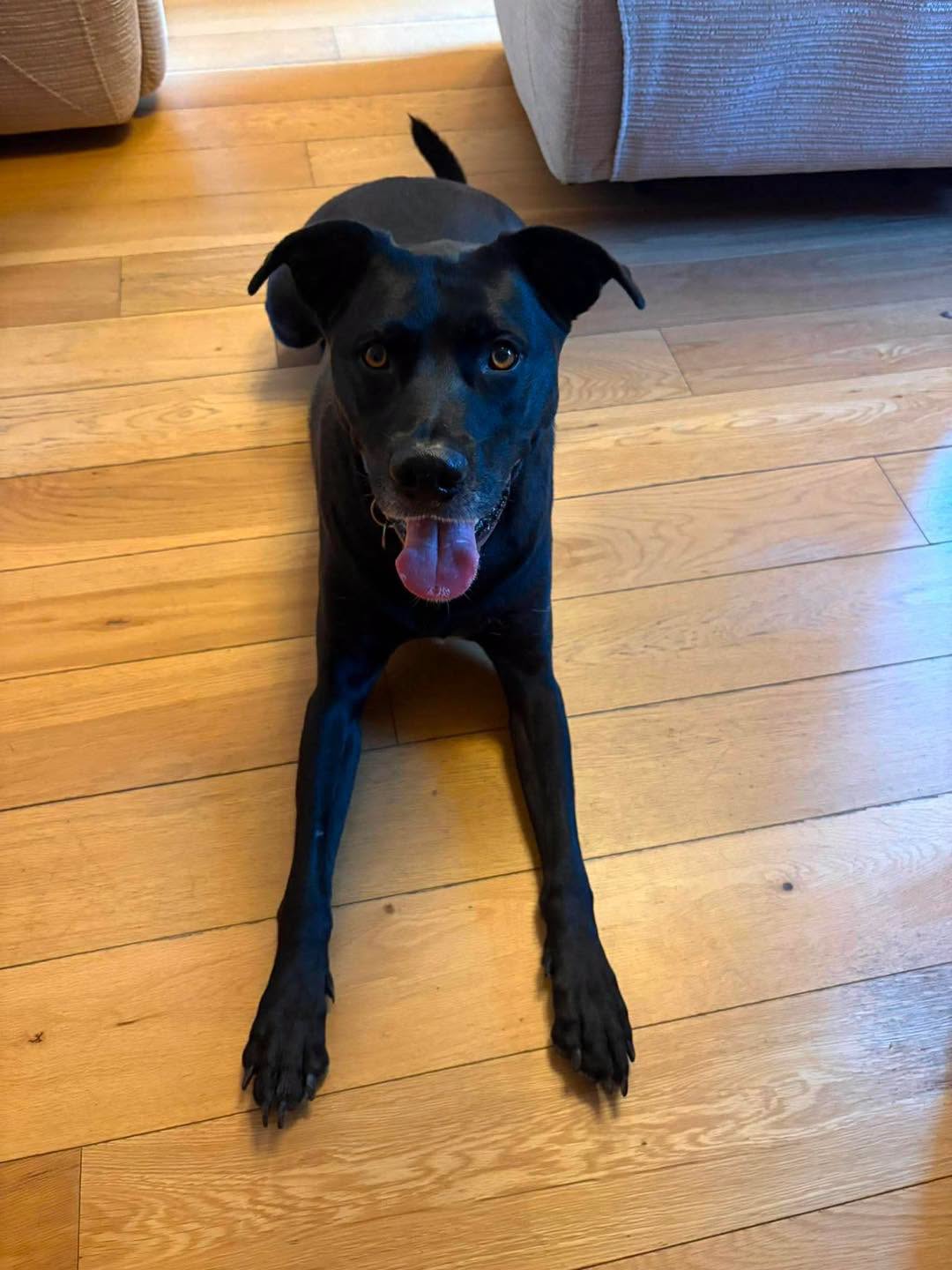 Image of Luca, labrador-size dog, looking for a new home, or interim foster home, through Leash of Life.
