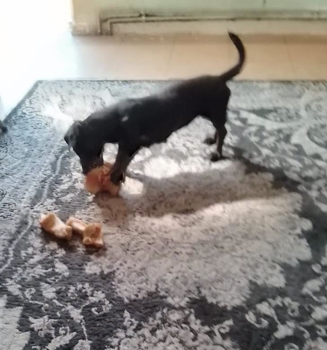 Image of 1-year old miniature dachshund Rosie playing with toys. Looking for a new home through Leash of Life.