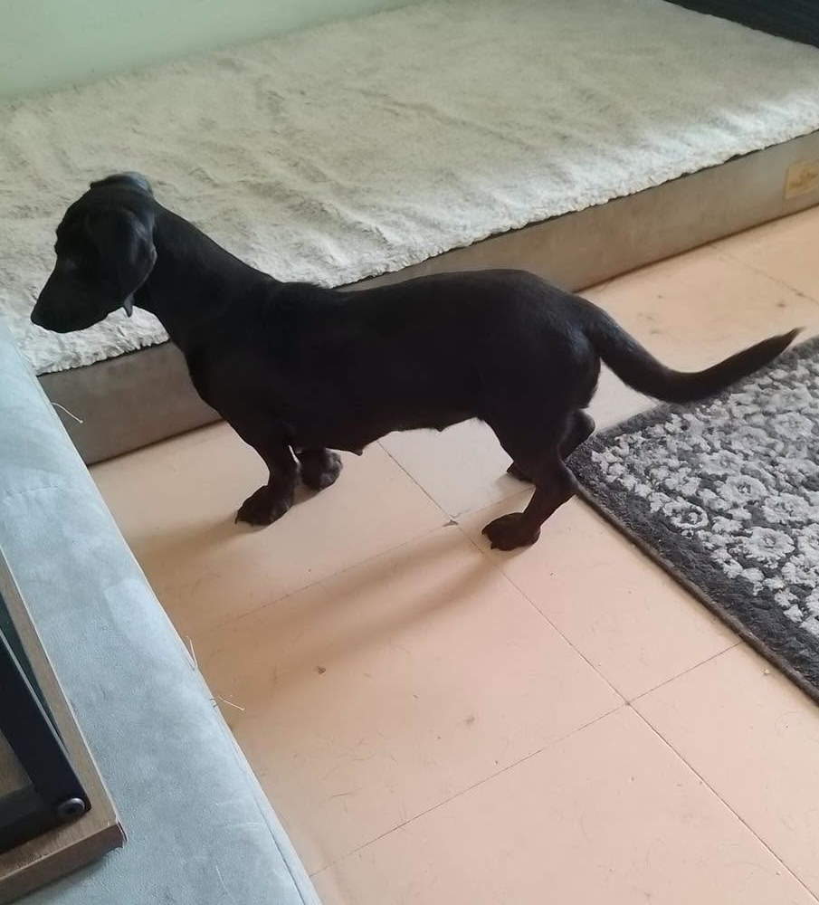 Image of 1-year old miniature dachshund Rosie playing. Looking for a new home through Leash of Life.