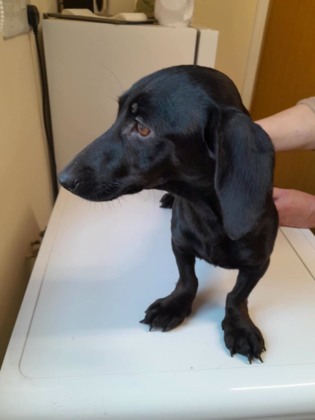Image of 1-year old miniature dachshund Rosie, looking for a new home through Leash of Life.