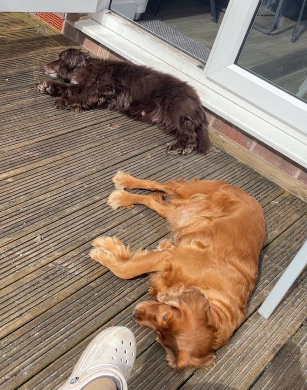 Image of dogs Lady and Molly lying on decking. They are a bonded pair of 9 year old spayed Spaniels who are looking for a new home through Leash of Life.