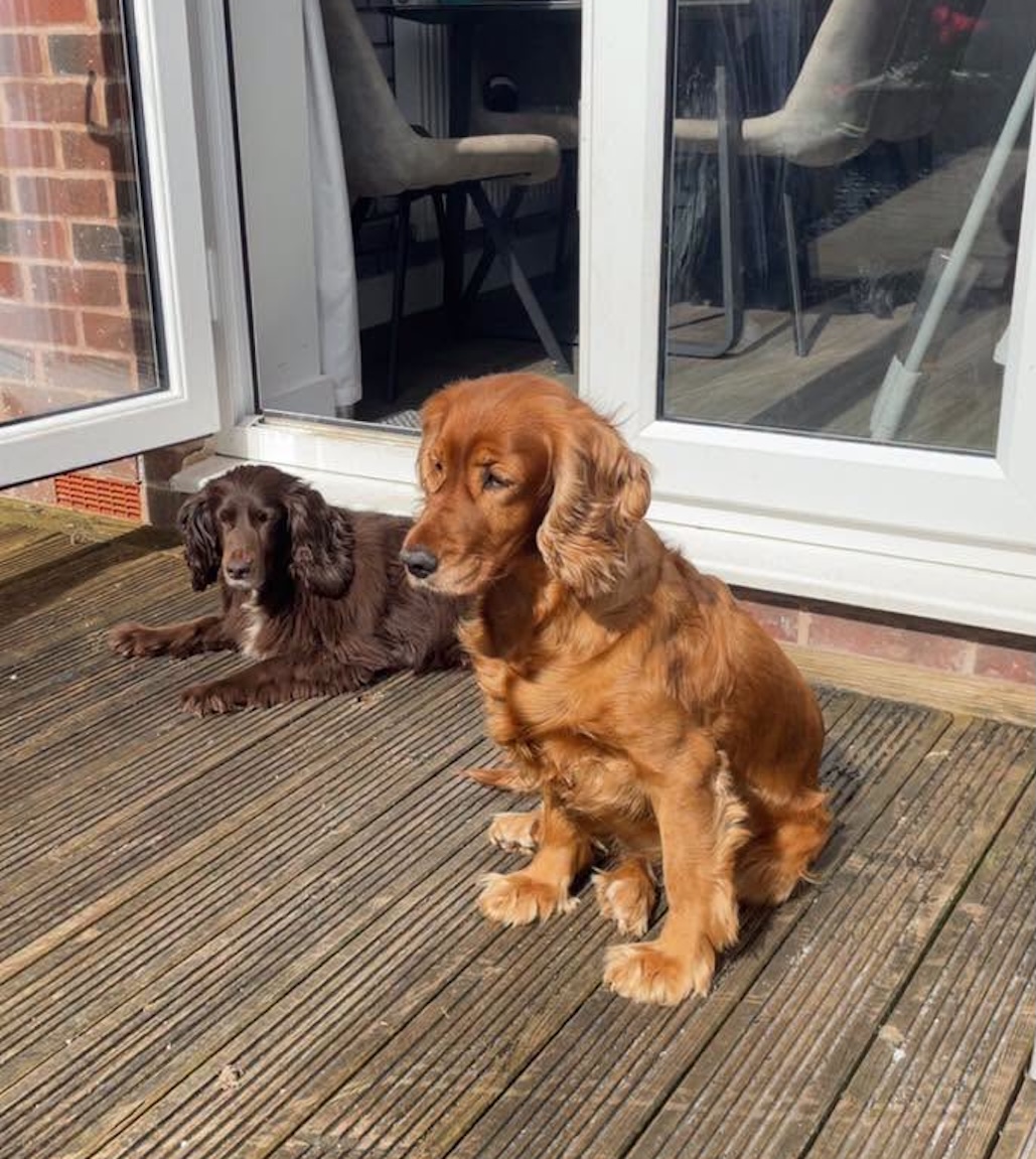 Image of dogs Lady and Molly sitting on decking. They are a bonded pair of 9 year old spayed Spaniels who are looking for a new home through Leash of Life.