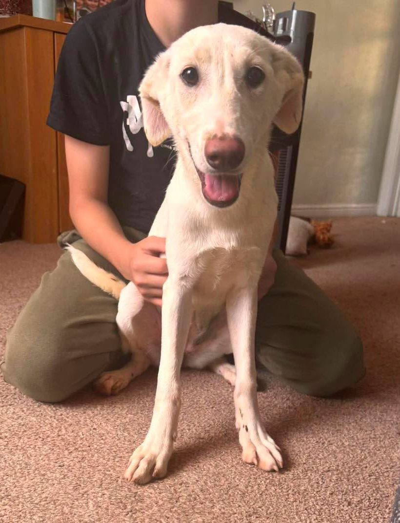 Jasmine, a 6 months old female Collie X available for adoption from Leash of Life in Wiltshire