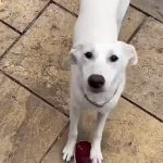 Jasmine with someone's foot Image of Jasmine, 6-month-old possible collie mix. Looking for a new home, through Leash of Life.