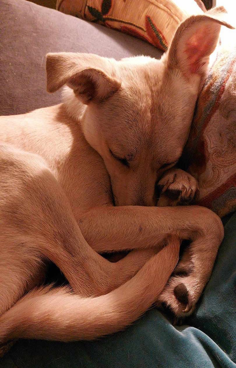 Dog Katie fast asleep Image of Katie, 3-year-old whippet-size dog, asleep. Looking for a new home, through Leash of Life.