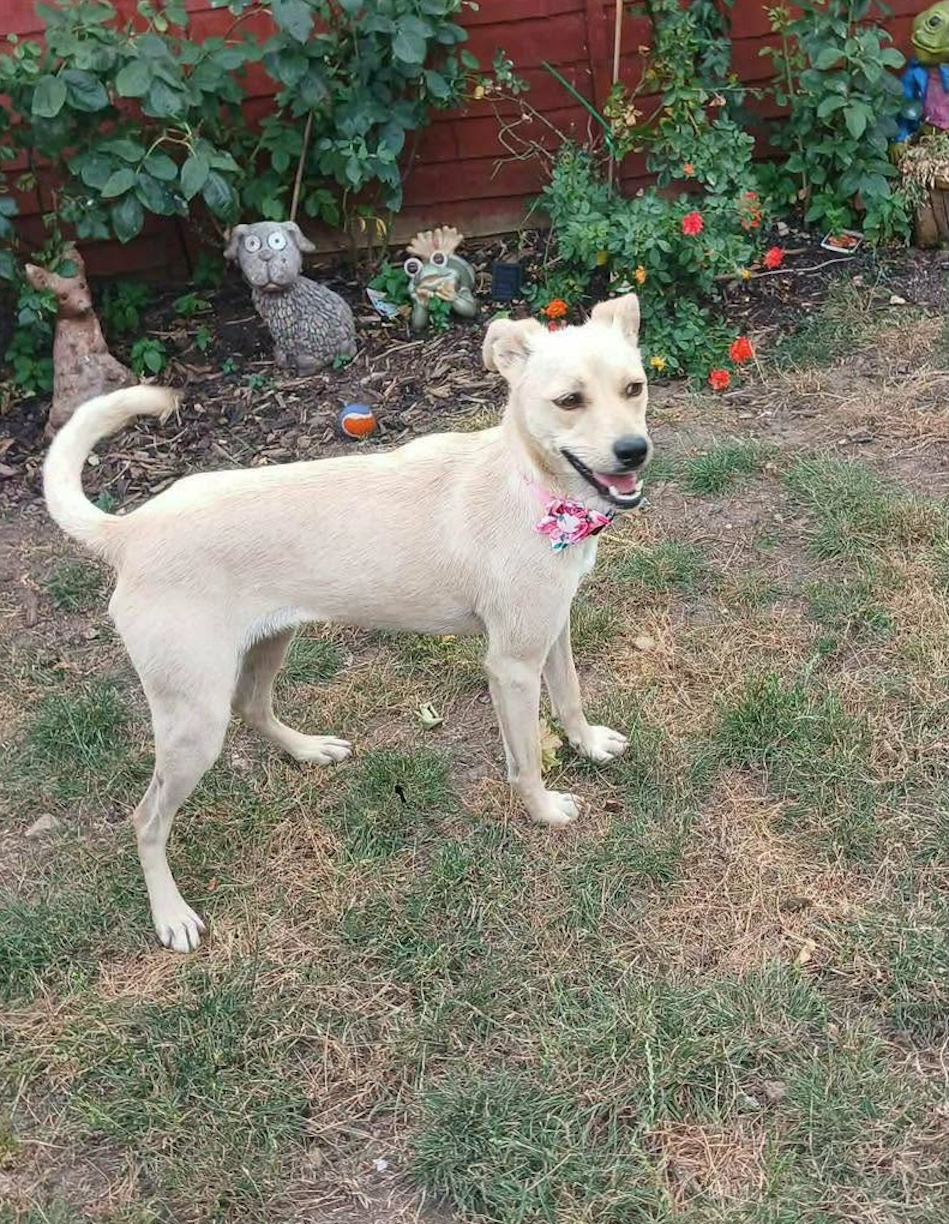 Dog Katie in the garden Image of Katie, 2-year-old whippet-size dog, in the garden. Looking for a new home, through Leash of Life.