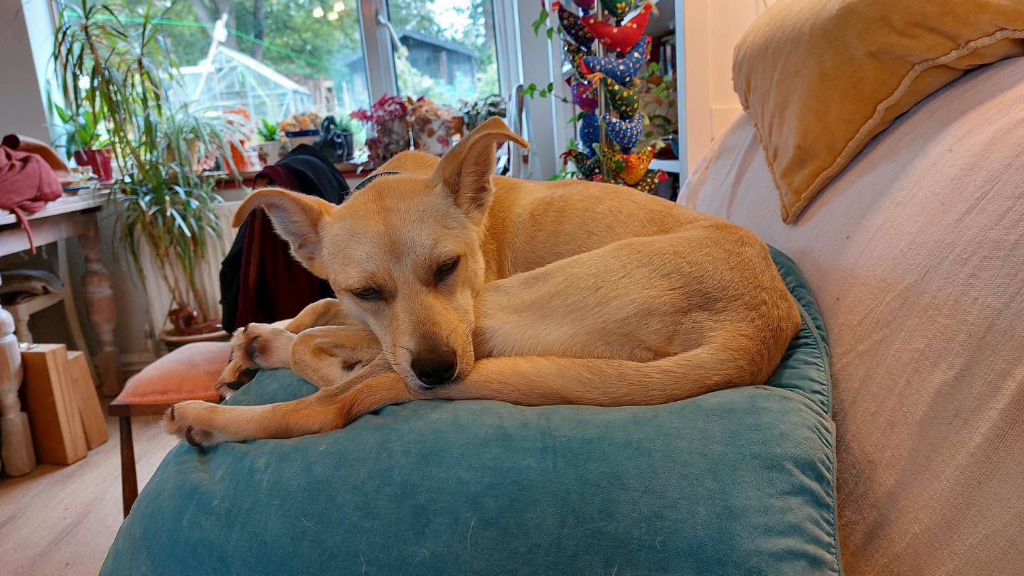 dog katie asleep on a cushion Image of Katie, 3-year-old whippet-size dog, asleep on a cushiion. Looking for a new home, through Leash of Life.