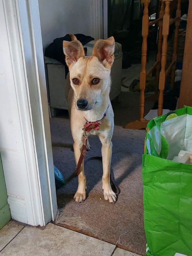 dog katie standing at the door Image of Katie, 3-year-old whippet-size dog, standing at the door. Looking for a new home, through Leash of Life.