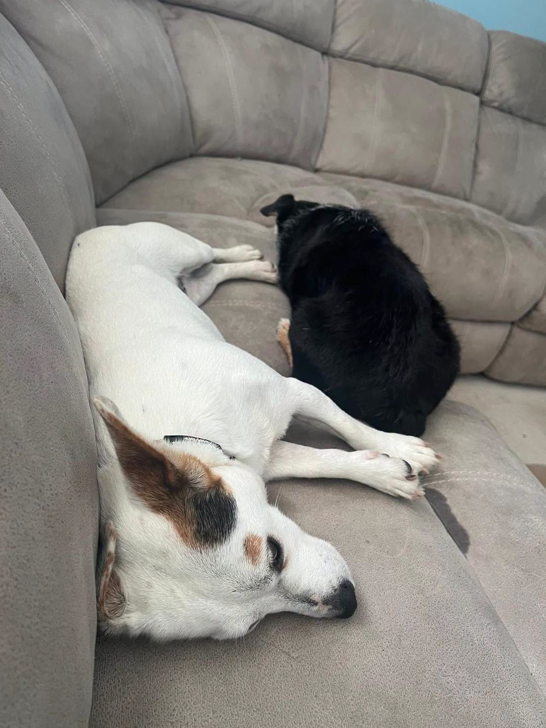 Jack Russell Pip and buddy Image of 2 year old female Jack Russell Pip and buddy. Looking for a new home, through Leash of Life.