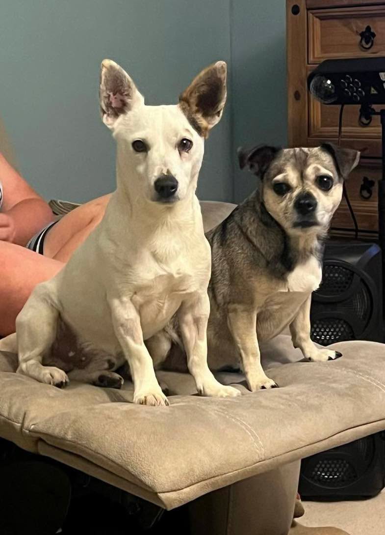 Jack Russell Pip and friend Image of 2 year old female Jack Russell Pip with a friend. Looking for a new home, through Leash of Life.
