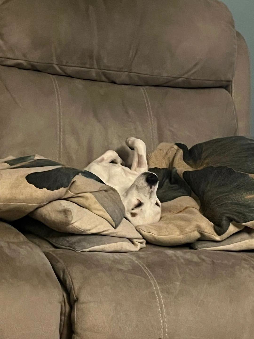 Jack Russell Pip on the sofa Image of 2 year old female Jack Russell Pip relaxing on the sofa. Looking for a new home, through Leash of Life.
