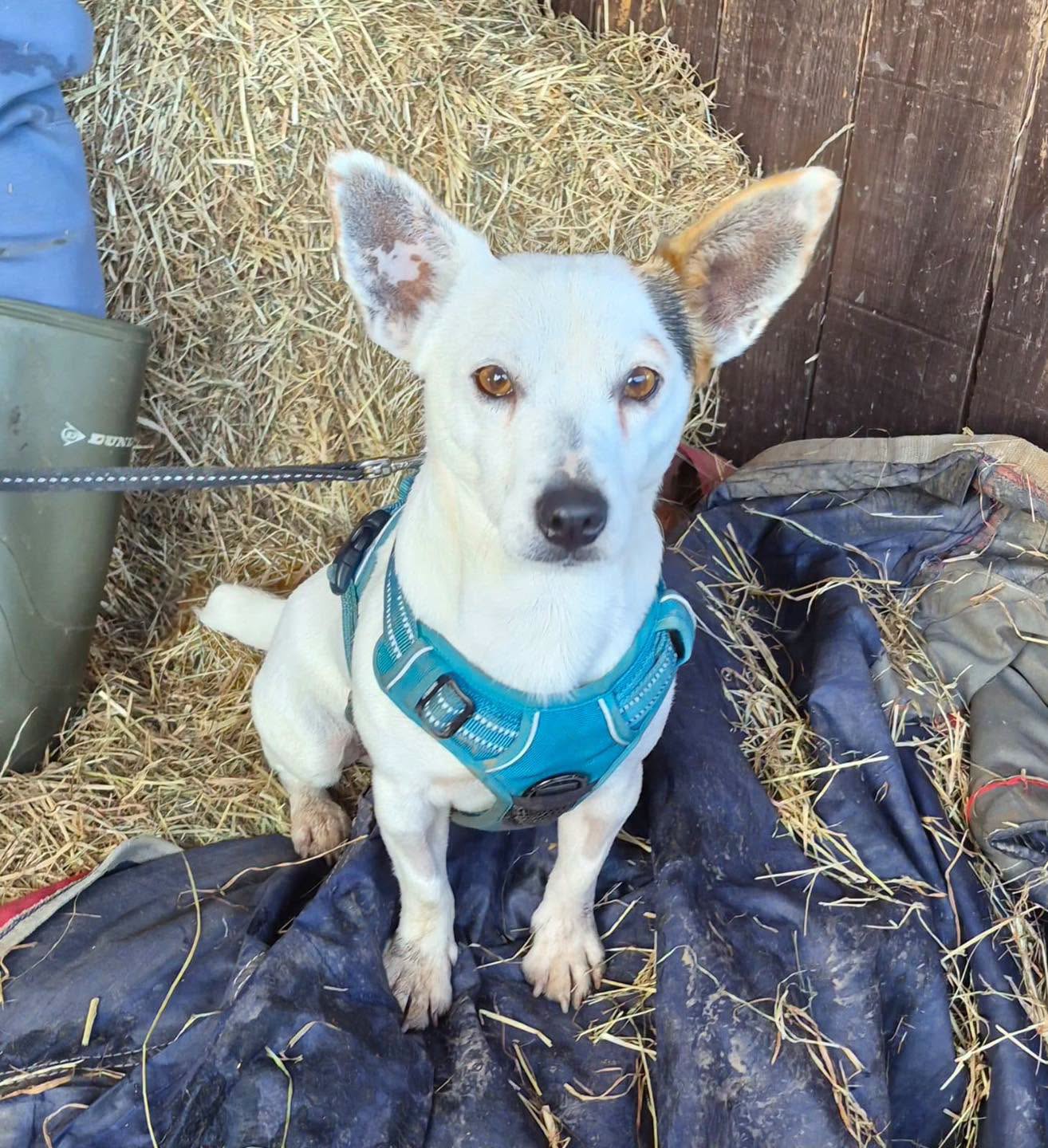 Pip, a 2 years old male Jack Russell Terrier available for adoption from Leash of Life in Wiltshire