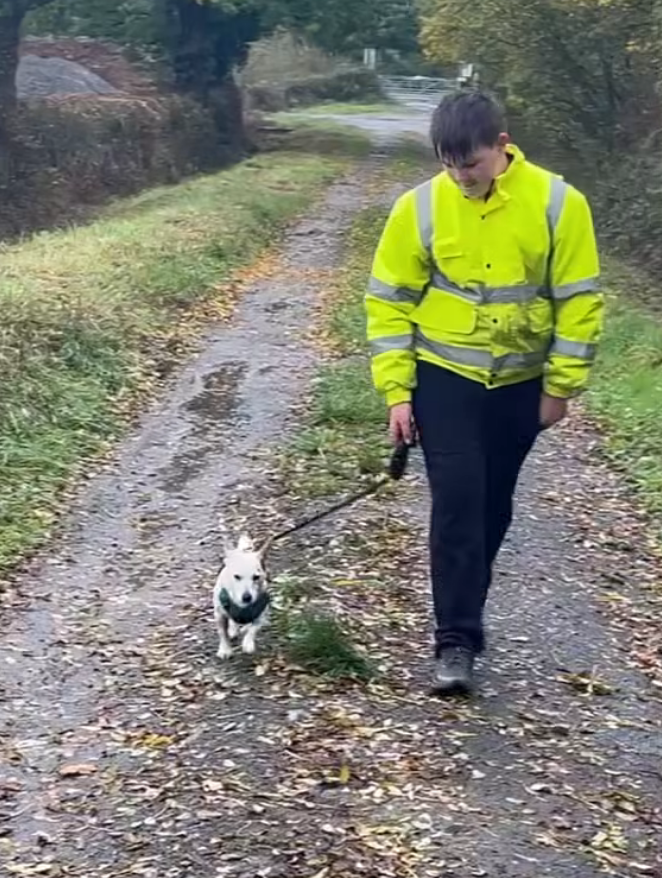 Jack Russell Pip on the lead Image of 2 year old female Jack Russell Pip on the lead. Looking for a new home, through Leash of Life.