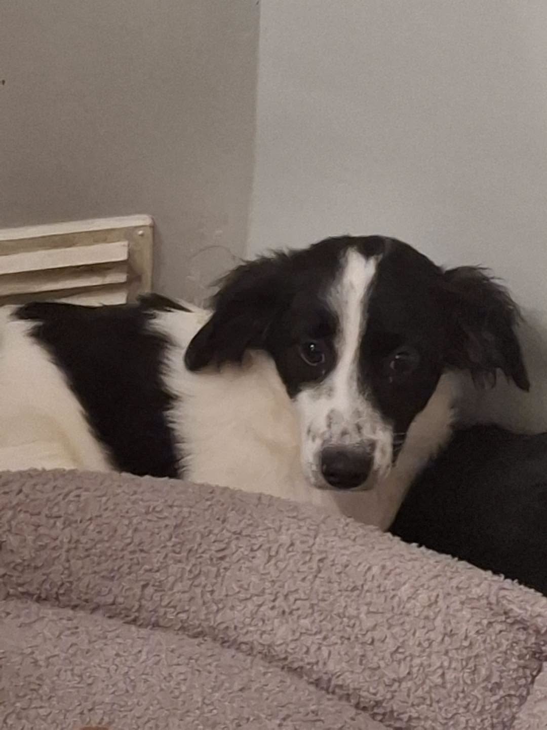 Image of 5 month-old dog Penelope in a corner. Looking for a new home, through Leash of Life.