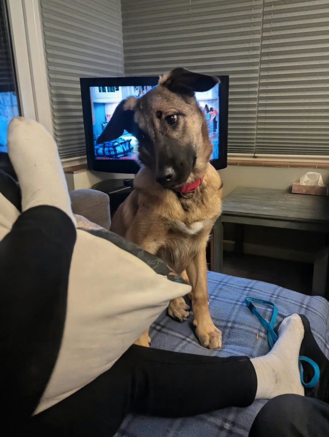 Image of 7 month-old dog Woody, on the sofa. Looking for a new home, through Leash of Life.